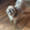 Shih tzus females for sale