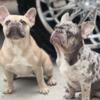 French Bulldog Puppies AKC