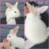 Fluffy Lionhead Bunnies