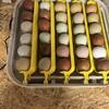 Olive Egger and Easter egger Chicks 