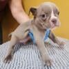 Old English bull dog puppies.