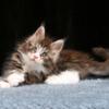 NewElite Maine coon kitten from Europe with excellent pedigree, male. NOV Xantio Polydactyl