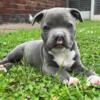 Staffordshire Bull Terrier Puppies Ready To Go Now 