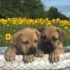 Beautiful Boerboel pups - NKC registered - we accept credit cards