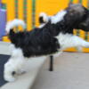 Gorgeous Purebred AKC Moyen Poodle Puppies!