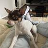Shih Tzu / Chihuahua