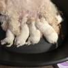 Shih Tzu puppies for sale