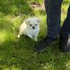 Peke puppy Pikachu