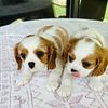 Cavalier King Charles Spaniels