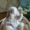 Sweet Holland lop babies