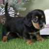 Fantastic Dachshund Puppies Available
