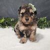 AKC mini poodles for sale