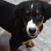 Puppy for SaleBernese Mt dog Kane