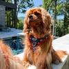 Cavalier King Charles Pup