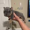 Micro American Bully puppies available