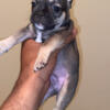 Exotic puppies akc paperwork in hand