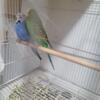 American Budgie and English budgies