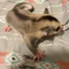 Hand tame Sugar Gliders