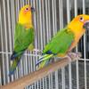 Jenday Conure Pair Looking to Rehome