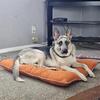 Looking for male gsd. 