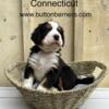 Bernese Mountain Dog puppies in CT