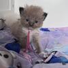 Ragdoll kittens 