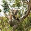 KK Melbourne Cantonese and Chinese Day Tours