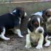 Beagle Puppies rehoming