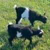 Twin Nigerian Dwarf kids for sale