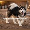 AKC Alaskan Malamutes
