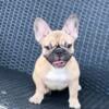 French bulldog/frenchie