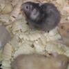 Syrian hamsters, males and female