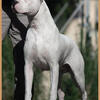 dogo argentino argentine dogue puppies for sale