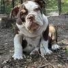 Male chocolate Tri olde English bulldog