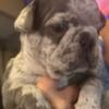 AKC French Bulldog (Frenchie) Puppies