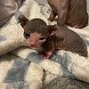 Dwelf sphynx kittens important bloodline from Ukraine and Russia