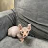 Sphynx kitten for sale