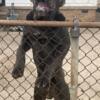 BLUE CANE CORSO PUPS