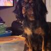 King Charles Cavaliers Born 9/9/2025