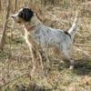 ENGLISH SETTER  14 Month Old Male