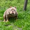 Exotic bully female lilac tri Virginia Beach area