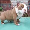 MICRO/NANO pups