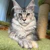 Female Maine Coon Kitten - Silver Tortie - European Bloodlines