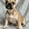 Akc female French bulldog 1,500