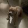 1yr old Female American Bully up for grabs