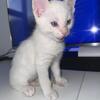 Adorable, snow lynx bengal kitten