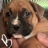 Boxer Puppies Available Now located in Marion Michigan area
