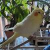 Bonded female cockatiels 