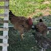 Friendly rooster to good home!