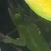 Jackson's chameleon and Leap habitat for sale